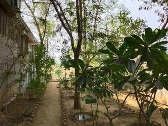 Medicinal Garden