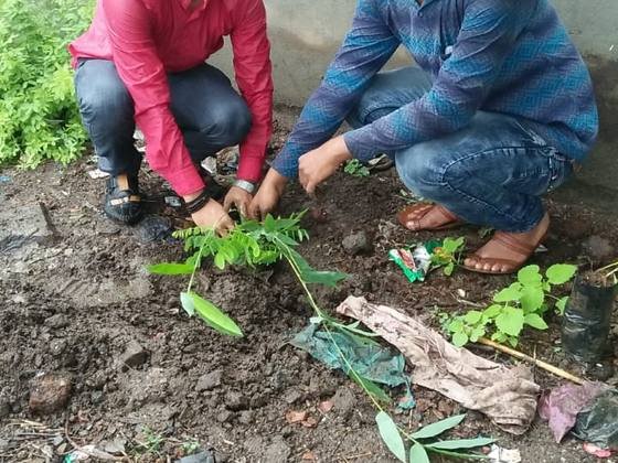 Tree Plantation
